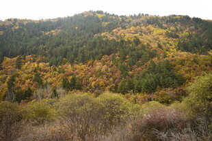 秋日山林斑斓美景