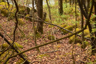 秋日森林中的静谧林间小道