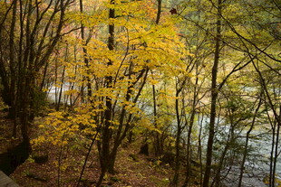秋日溪边金黄树林美景