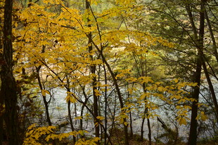 秋日树林中的斑斓景致