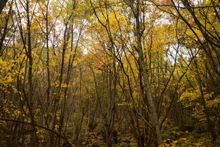 秋日斑斓树林美景