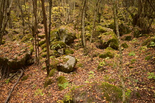森林中布满苔藓的岩石景观