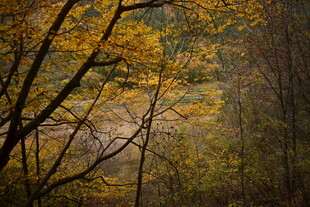 秋日森林斑斓景致