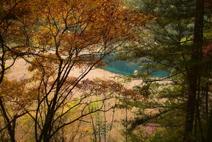 秋日山林间的斑斓景致