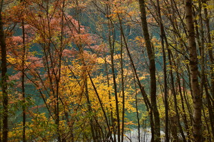 秋日山林斑斓景色