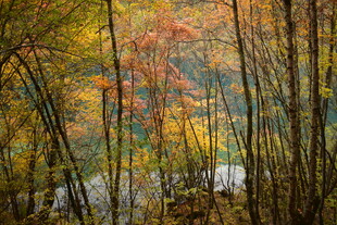 秋日斑斓树林风景图