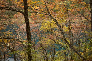 秋日斑斓树林美景