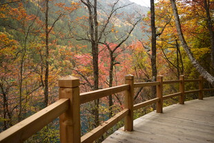 秋日林间木栈道美景