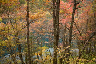 秋日枫林湖畔美景