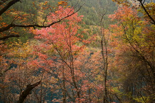 秋日山林绚烂红叶景观