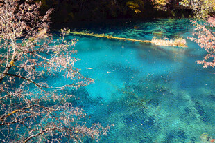 梦幻蓝湖与岸边繁茂花枝
