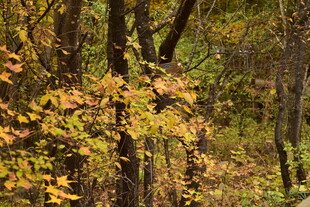 秋日林间斑斓树叶景致