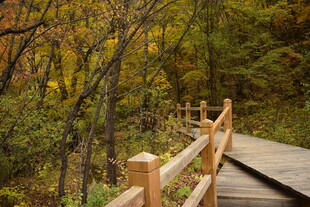 秋日林间木栈道美景