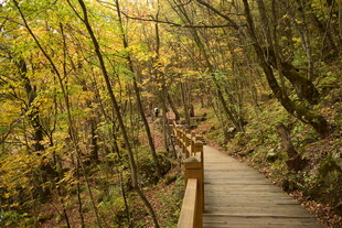 秋日林间木栈道美景