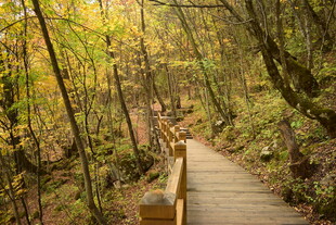 秋日林间木栈道美景