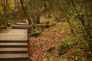 秋日林间木质步道