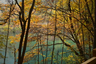 秋日湖畔树林美景