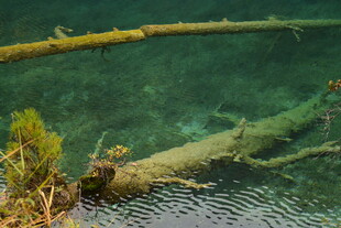 水下枯木与绿植景观