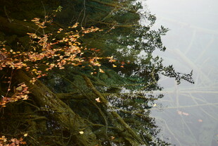 林间树枝挂着闪烁小灯