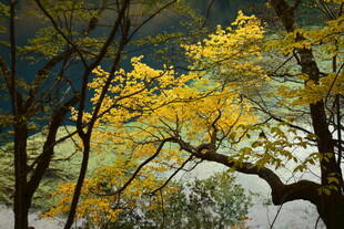 秋日金黄树枝风景图