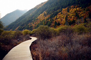 山间秋色小道
