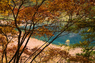 秋日湖畔斑斓树林景致