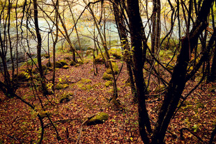 秋日林间小径的静谧景致