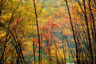 秋日斑斓树林美景