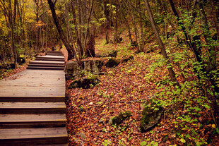秋日林间木栈道美景