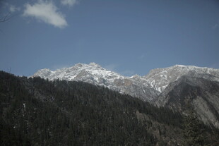 雪山下的茂密山林