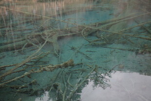 清澈湖底的枯木景象