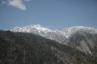雪山下的葱郁山林