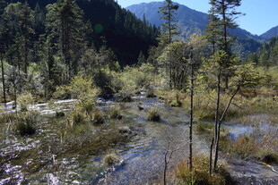 山间溪流旁的繁茂森林