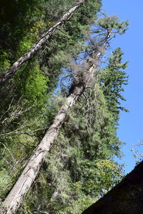 高耸入云的森林大树