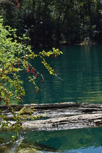 清幽湖畔绿意盎然的景致