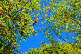 仰望秋日斑斓枝叶