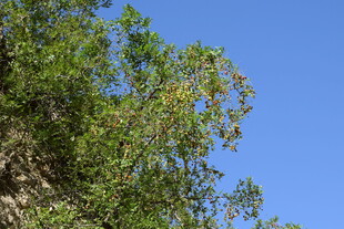 蓝天映衬下的葱郁绿树