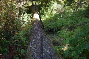 林间倒下的粗壮大树