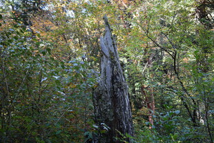 森林中枯立的古老树干