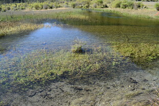 自然湿地景观小池塘