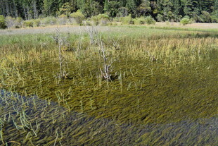 湿地景观 水草丰茂的自然地