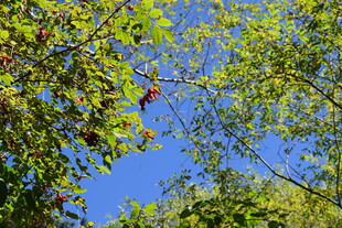 蓝天映衬下的繁茂绿树