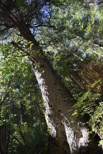 森林中倾斜的粗壮树木