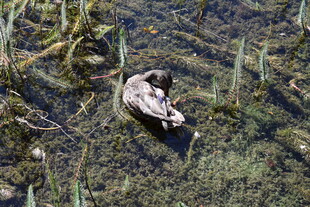 池塘中休憩的鸭子