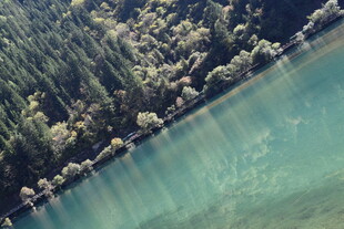 清澈湖水旁的葱郁树林