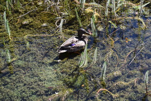 水中栖息的鸟类
