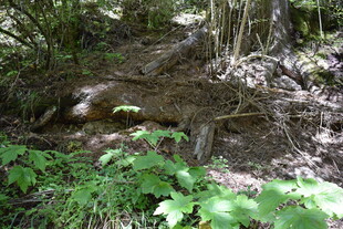 森林中盘错的树根与绿植