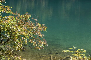 湖畔枝叶映碧水