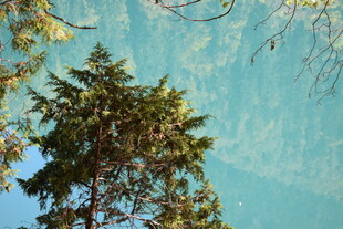 蓝天绿树自然美景