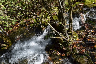 山间溪流潺潺 绿意盎然